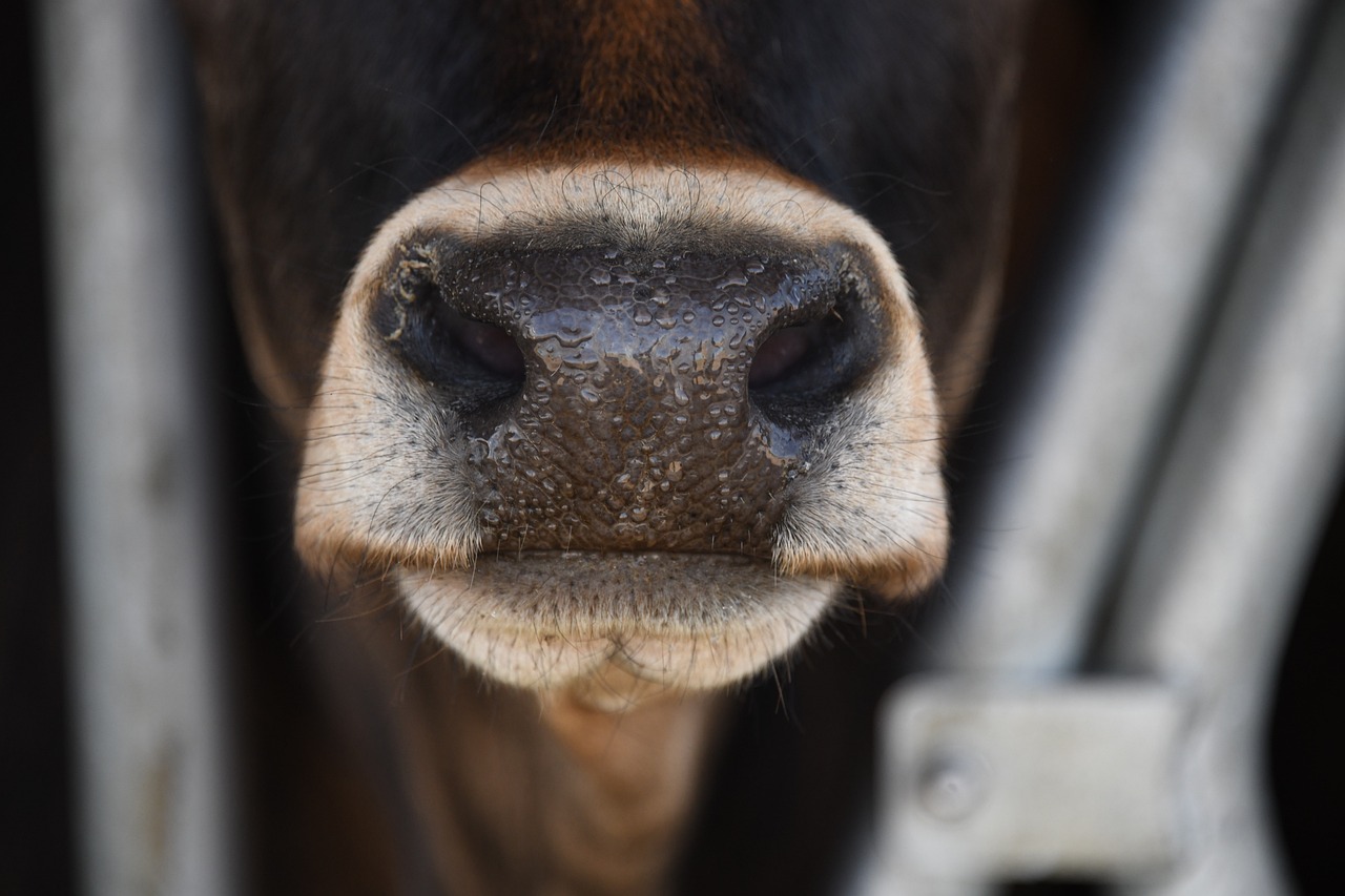 Alimentación bovina